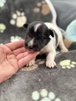 Lucy male #2 full AKC , a male Shetland Sheepdog for sale in Cullowhee, NC – 5 of 10