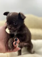 Full AKC Juliette Male # 3, a male Chihuahua for sale in Cullowhee, NC – 3 of 10