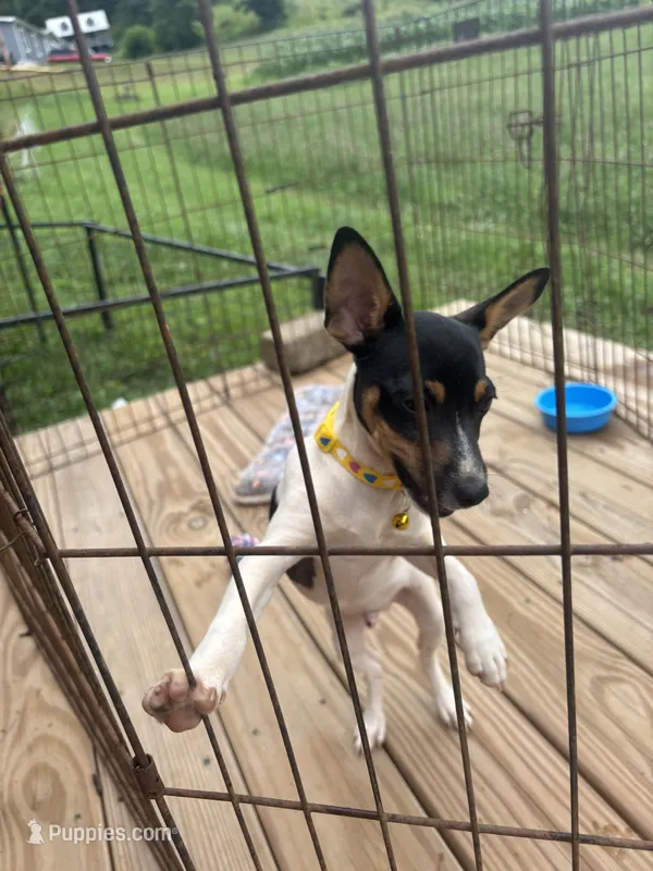 No papers Mini's Male # 1 – Toy Fox Terrier puppy for sale in Cullowhee, NC