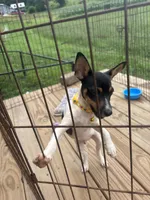 No papers Mini's Male # 1, a male Toy Fox Terrier for sale in Cullowhee, NC – 1 of 10