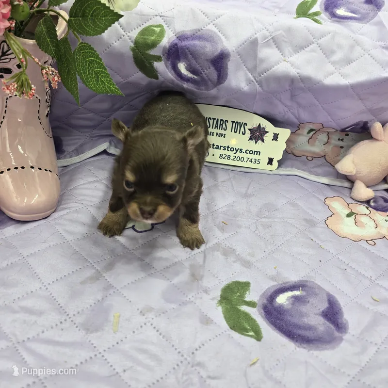 Full Akc Dixie chocolate and tan long coat – Chihuahua puppy for sale in Cullowhee, NC