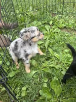 Full AKC Lilly Female , a female Chihuahua for sale in Cullowhee, NC – 8 of 10