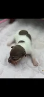 Cupcake chocolate male, a male Toy Fox Terrier for sale in Cullowhee, NC – 2 of 10