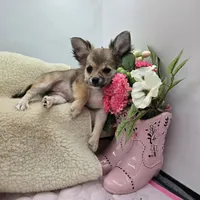Full AKC Summer female, a female Chihuahua for sale in Cullowhee, NC – 1 of 10