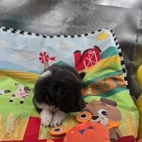 Farrah full akc male Bi-blk, a male Shetland Sheepdog for sale in Cullowhee, NC – 8 of 8