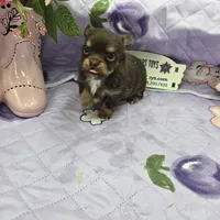 Full Akc Dixie chocolate and tan long coat, a male Chihuahua for sale in Cullowhee, NC – 3 of 10