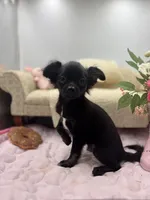 Full Akc Juliette Female1, a female Chihuahua for sale in Cullowhee, NC – 2 of 9