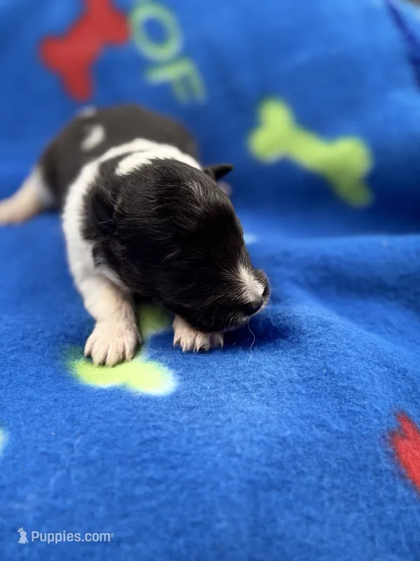 Lucy male tri full AKC  – Shetland Sheepdog puppy for sale in Cullowhee, NC