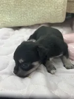 Caroline f2 AKC , a female Chihuahua for sale in Cullowhee, NC – 6 of 10