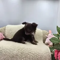 Full AKC Juliette's Chocolate Male # 3, a male Chihuahua for sale in Cullowhee, NC – 2 of 10