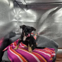 Full AKC Wendy , a female Chihuahua for sale in Cullowhee, NC – 6 of 10