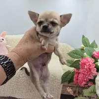 Full AKC Summer Male 1, a male Chihuahua for sale in Cullowhee, NC – 2 of 10