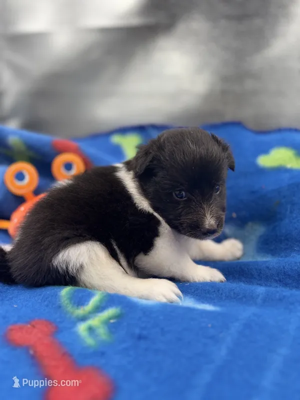 Lucy male tri full AKC  – Shetland Sheepdog puppy for sale in Cullowhee, NC