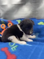 Lucy male black and white full AKC , a male Shetland Sheepdog for sale in Cullowhee, NC – 1 of 10