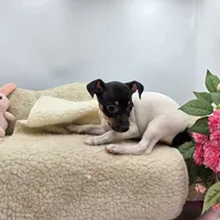 Cupcake tri female , a female Toy Fox Terrier for sale in Cullowhee, NC – 8 of 10