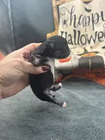 Panda male 1 full AKC , a male Chihuahua for sale in Cullowhee, NC – 6 of 10