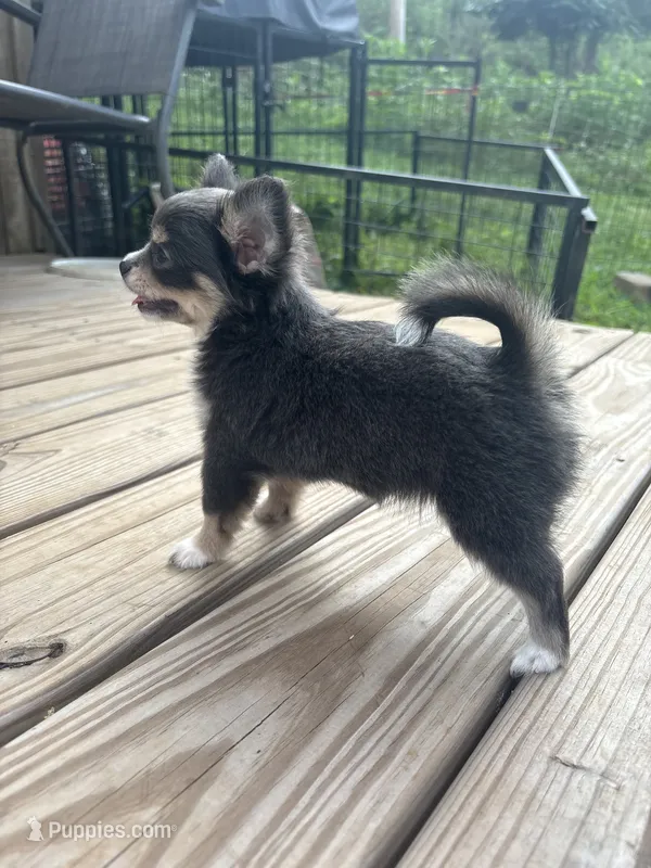 blue female long coat full AKC  – Chihuahua puppy for sale in Cullowhee, NC