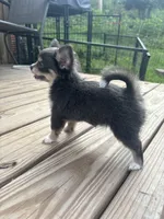 blue female long coat full AKC , a female Chihuahua for sale in Cullowhee, NC – 1 of 10