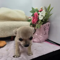 Full AKC Summer Male 1, a male Chihuahua for sale in Cullowhee, NC – 6 of 10