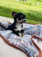  tri male 2  AKC , a male Chihuahua for sale in Cullowhee, NC – 7 of 10