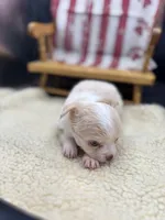 Male creme blue eyes full AKC , a male Chihuahua for sale in Cullowhee, NC – 3 of 10