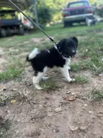 Lucy male black and white full AKC , a male Shetland Sheepdog for sale in Cullowhee, NC – 9 of 10