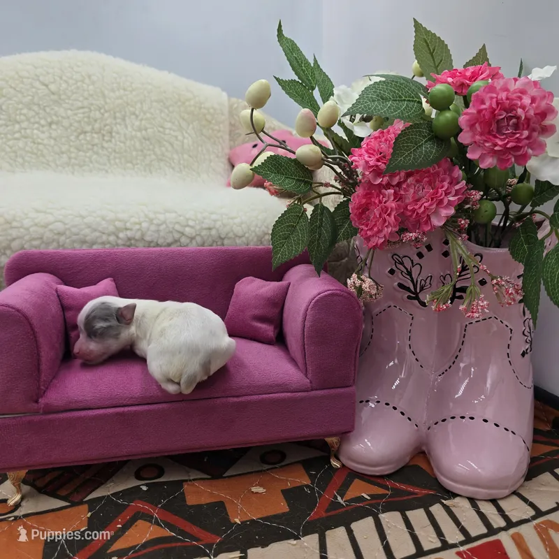 Full AKC Hermione Female  – Chihuahua puppy for sale in Cullowhee, NC