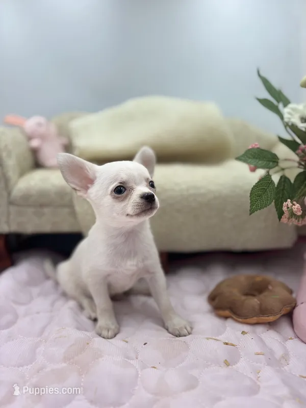 Full AKC Joey hidden merle male – Chihuahua puppy for sale in Cullowhee, NC