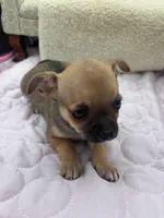 Full AKC Summer Male 2, a male Chihuahua for sale in Cullowhee, NC – 10 of 10