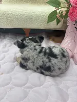 Ravens male full AKC , a male Chihuahua for sale in Cullowhee, NC – 10 of 10