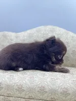 Full AKC Juliette Male # 3, a male Chihuahua for sale in Cullowhee, NC – 5 of 10
