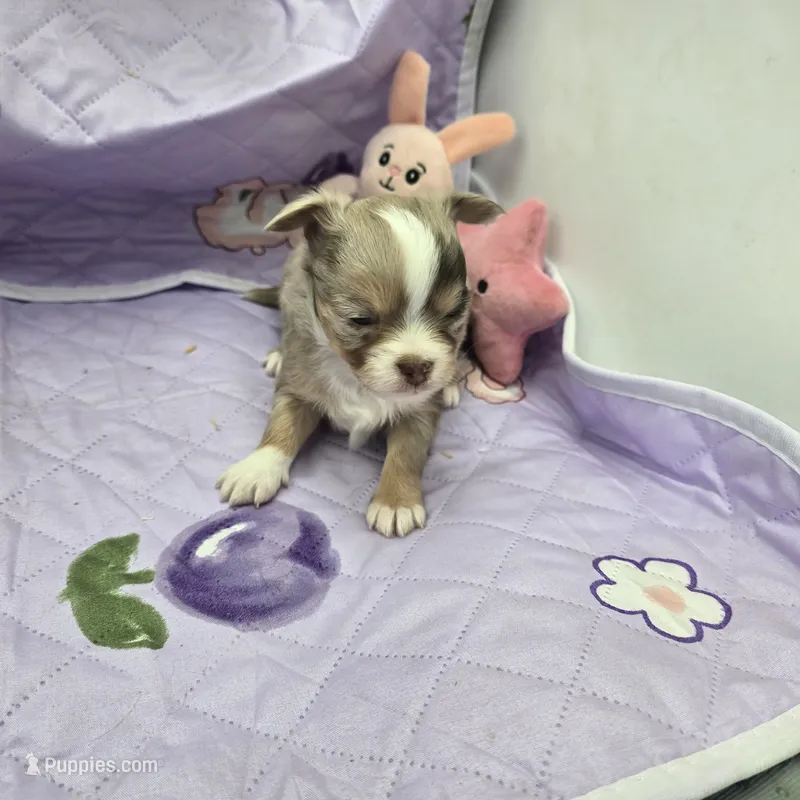 Full Akc Charlotte's chocolate merle male – Chihuahua puppy for sale in Cullowhee, NC