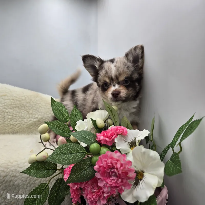 Charlotte male full AKC  – Chihuahua puppy for sale in Cullowhee, NC