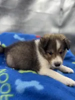 Full AKC Zina M 4, a male Shetland Sheepdog for sale in Cullowhee, NC – 7 of 10