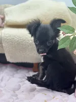 Full Akc Juliette Female1, a female Chihuahua for sale in Cullowhee, NC – 7 of 9