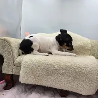 Cupcake tri female , a female Toy Fox Terrier for sale in Cullowhee, NC – 2 of 10