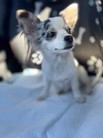 Full AKC Blue Eyed Jill female, a female Chihuahua for sale in Cullowhee, NC – 9 of 10