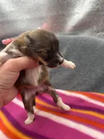 Full AKC Zina F 1, a female Shetland Sheepdog for sale in Cullowhee, NC – 5 of 10