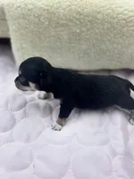 Caroline F1 AKC , a female Chihuahua for sale in Cullowhee, NC – 8 of 10