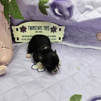 Full Akc Prim's black and white female, a female Chihuahua for sale in Cullowhee, NC – 10 of 10