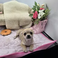Full AKC Summer Male 1, a male Chihuahua for sale in Cullowhee, NC – 2 of 10