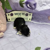 Full Akc Prim's black and white female, a female Chihuahua for sale in Cullowhee, NC – 9 of 10