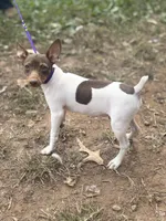 Cupcake chocolate male, a male Toy Fox Terrier for sale in Cullowhee, NC – 5 of 10