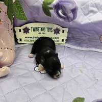 Full Akc Prim's black and white female, a female Chihuahua for sale in Cullowhee, NC – 5 of 10