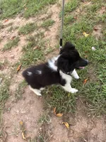 Lucy male black and white full AKC , a male Shetland Sheepdog for sale in Cullowhee, NC – 3 of 10