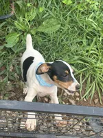 No papers Mini's Male # 4, a male Toy Fox Terrier for sale in Cullowhee, NC – 2 of 8