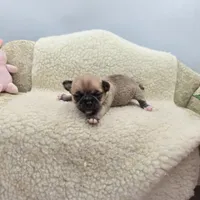 Zoey Full Akc male, a male Chihuahua for sale in Cullowhee, NC – 10 of 10
