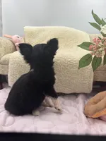 Rosie show prospect , a female Chihuahua for sale in Cullowhee, NC – 8 of 10