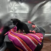 Full AKC Wendy , a female Chihuahua for sale in Cullowhee, NC – 3 of 10