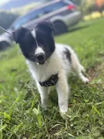 Lucy’s male full AKC color head , a male Shetland Sheepdog for sale in Cullowhee, NC – 2 of 10